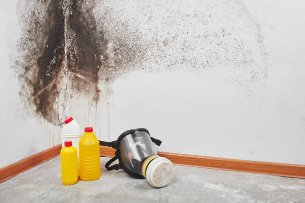 Best Mold Odor Removal Services  in USA